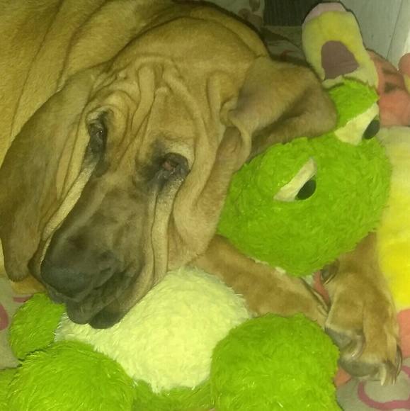 Meet your Posher, Shelly - Picture 3 of 4